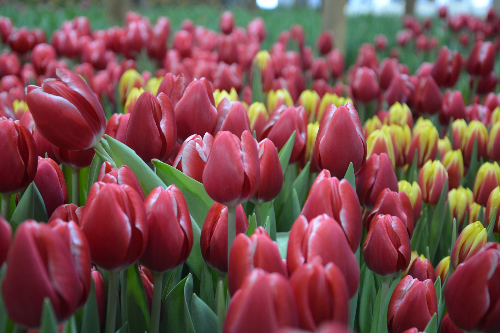 Ғафури ерлегендә үҫкән голланд ләләләре