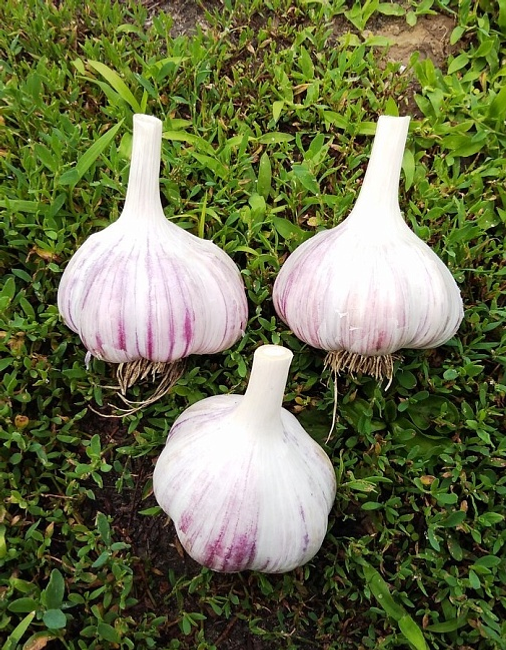 Яҙ көнө һарымһаҡты нисек һәм ҡасан ултыртырға?