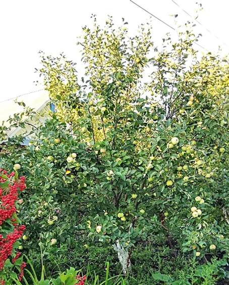 Алмаларығыҙ бешһен алланып...