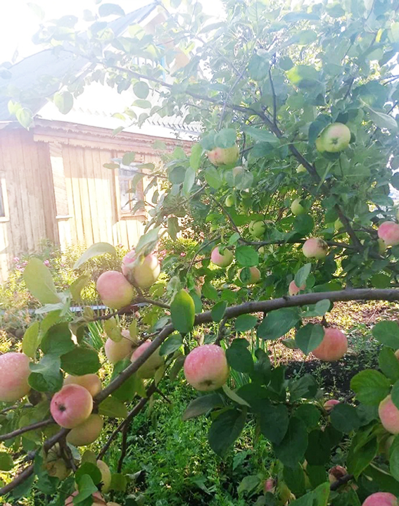 Алмаларығыҙ бешһен алланып...