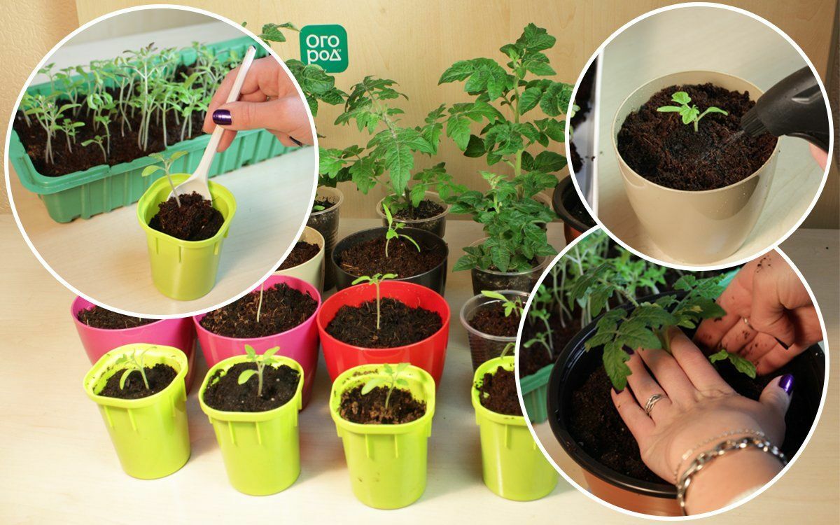 Үрсетмә үҫтерәбеҙ