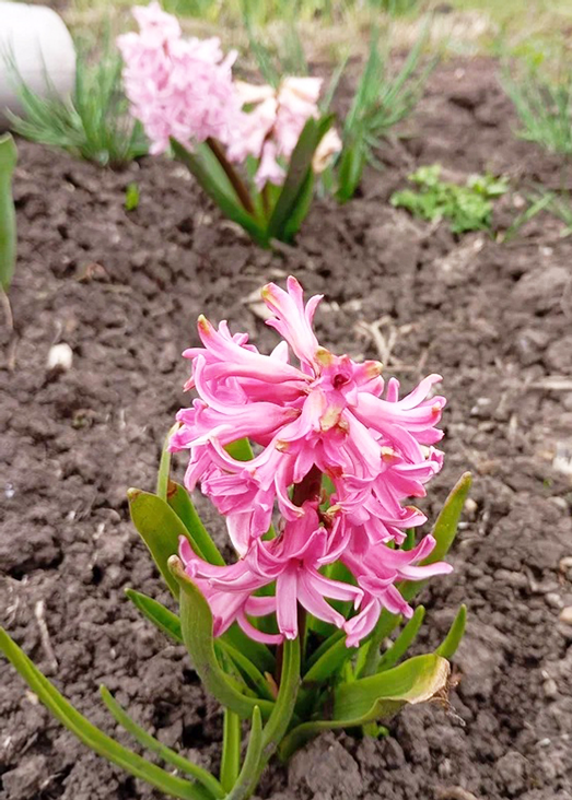 Май байрамында нисек эшләйбеҙ