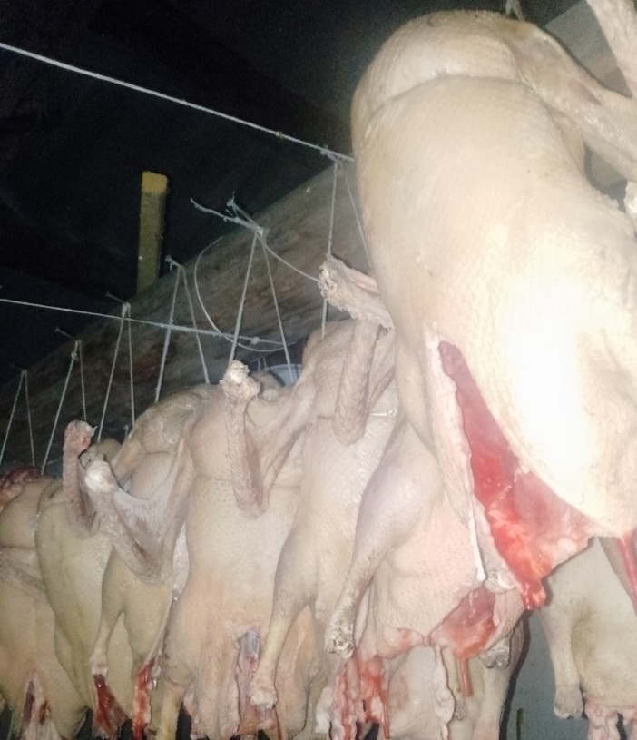 Был юлы ҡаҙ берләтәүенән алтын, көмөш биҙәүестәр сыҡҡан