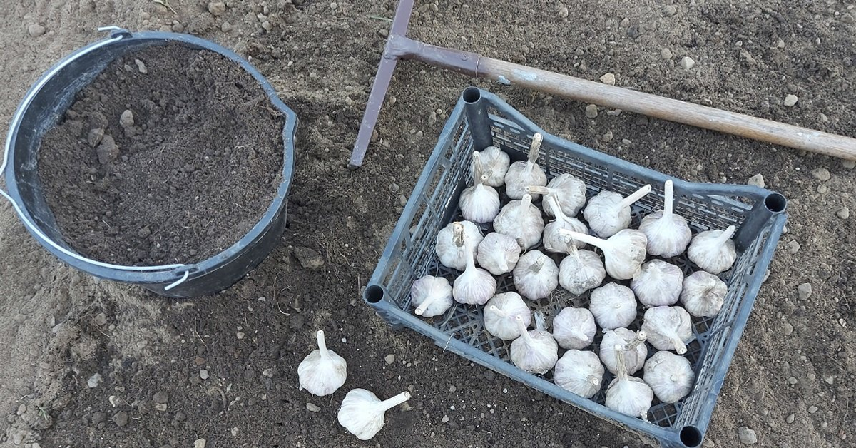 Яҙ көнө һарымһаҡты нисек һәм ҡасан ултыртырға?